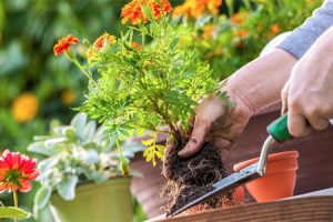 Gardening