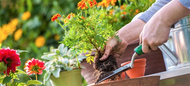 Gardening