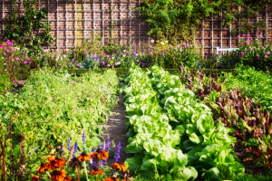 Vegetable garden