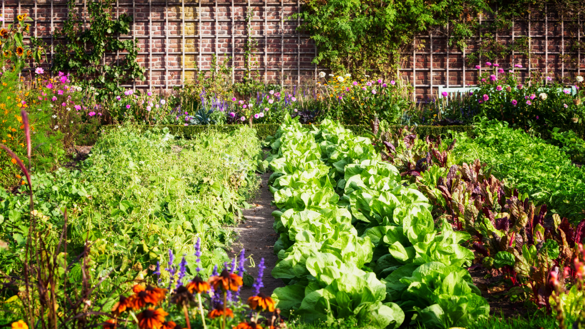 Vegetable garden