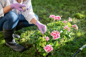 flowers