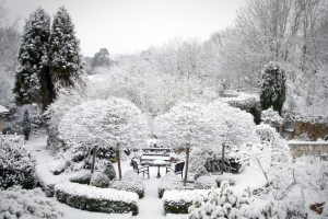 winter garden snow