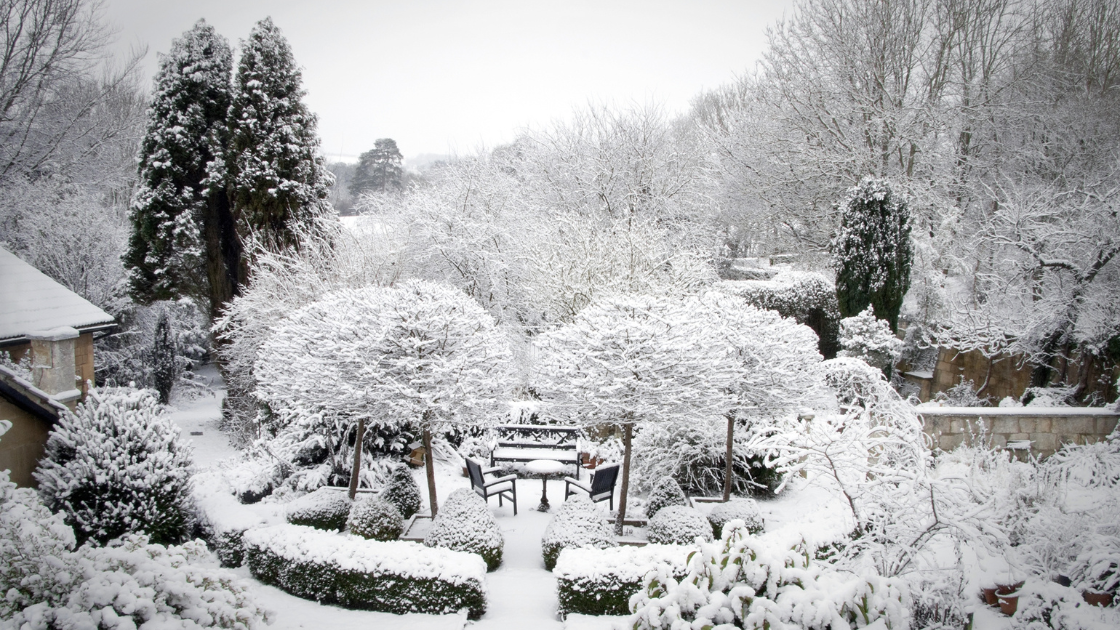 winter garden snow