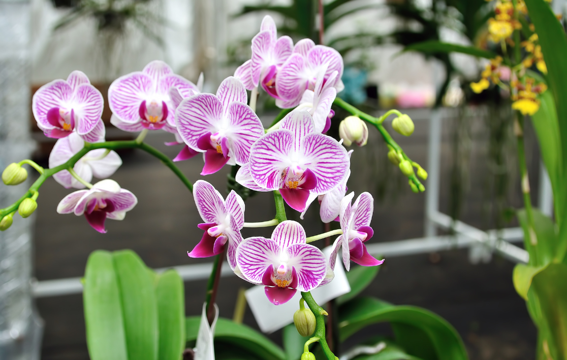 Orchid